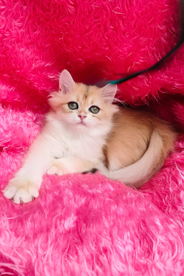 Cosmo | British Longhair Kitten
