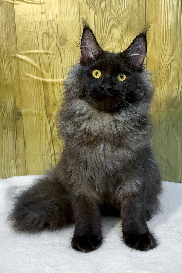 Chloe | Maine Coon Kitten