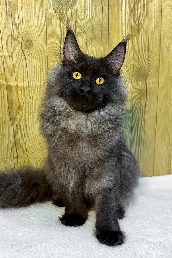 Crystal | Maine Coon Kitten