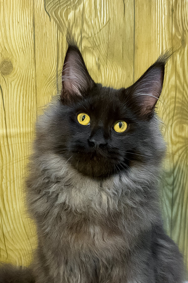 Crystal | Maine Coon Kitten