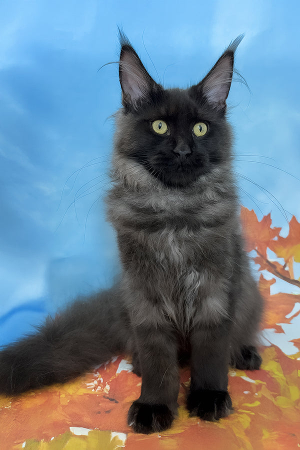 Crystal | Maine Coon Kitten