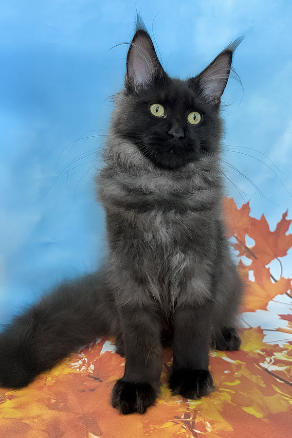 Crystal | Maine Coon Kitten