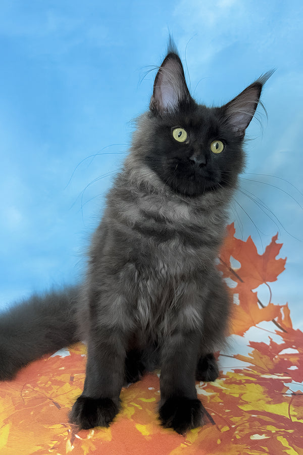 Crystal | Maine Coon Kitten