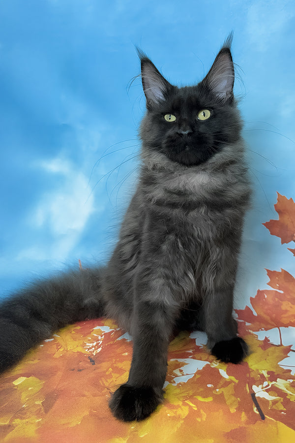 Crystal | Maine Coon Kitten