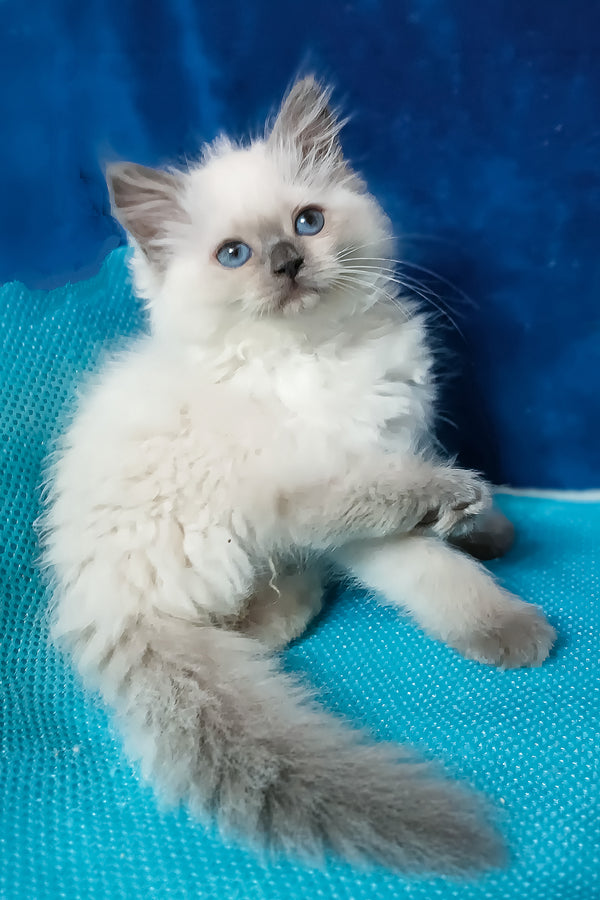 Dona | Siberian Kitten