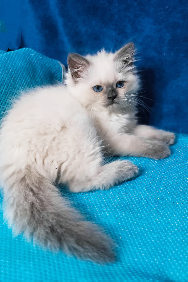 Dona | Siberian Kitten