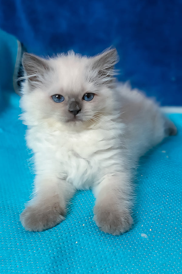 Dona | Siberian Kitten