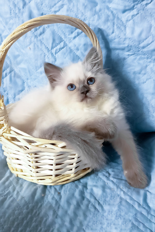 Dona | Siberian Kitten