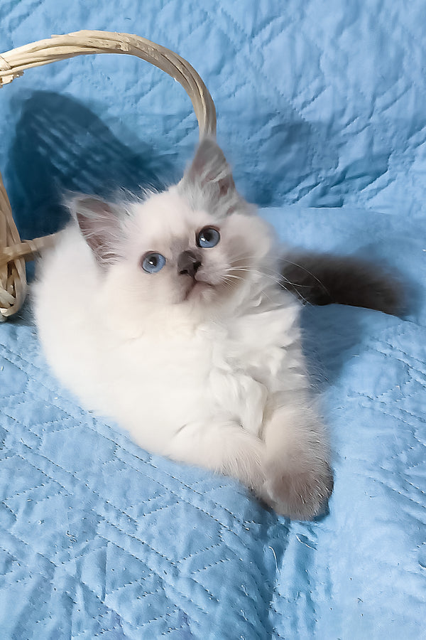 Dona | Siberian Kitten