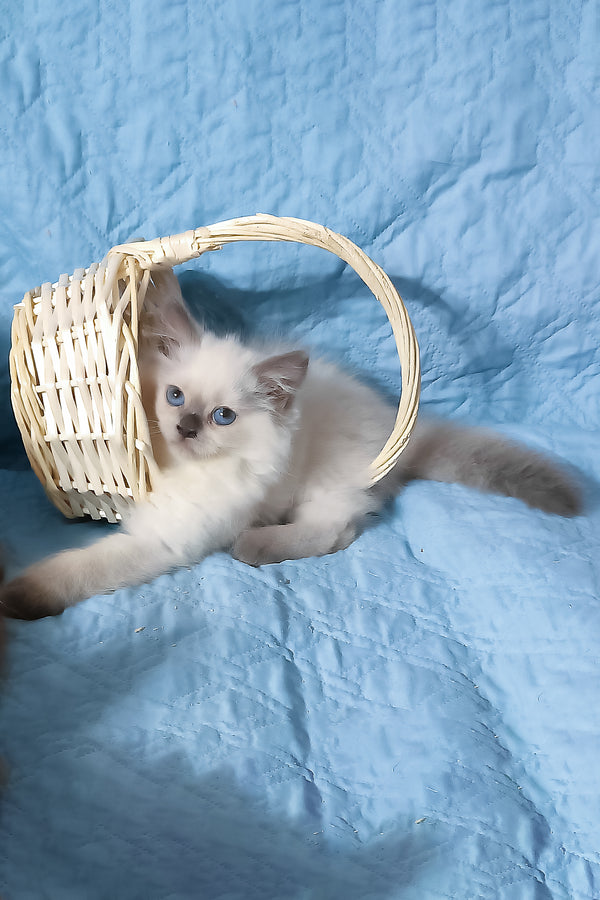 Dona | Siberian Kitten