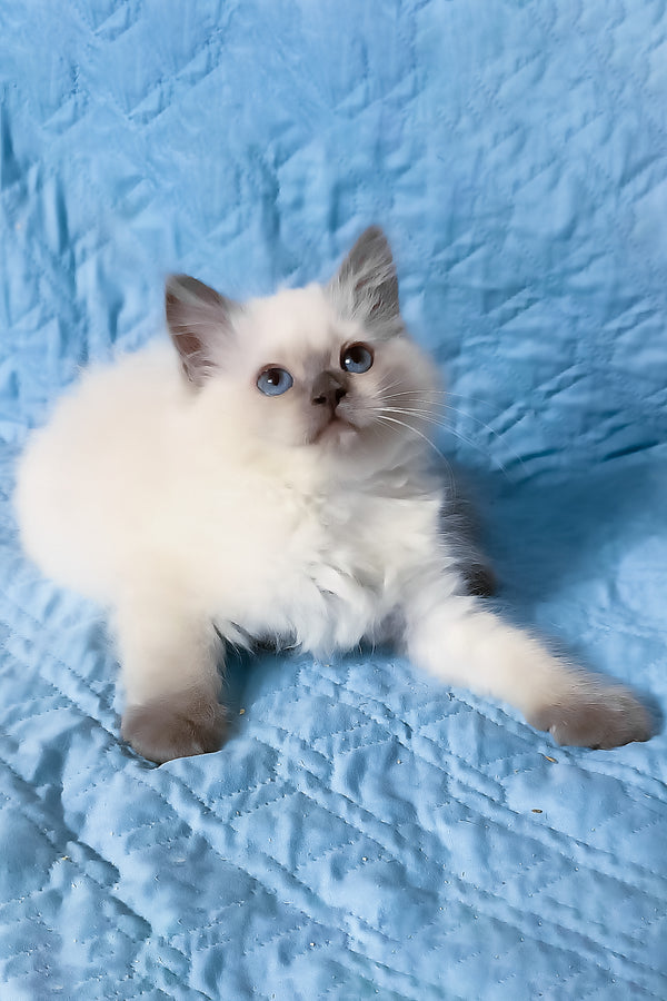 Dona | Siberian Kitten