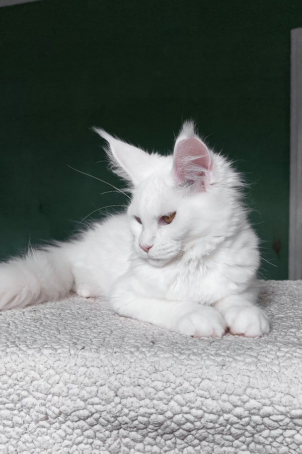 Daenerys | Maine Coon Kitten