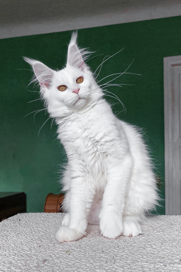 Daenerys | Maine Coon Kitten