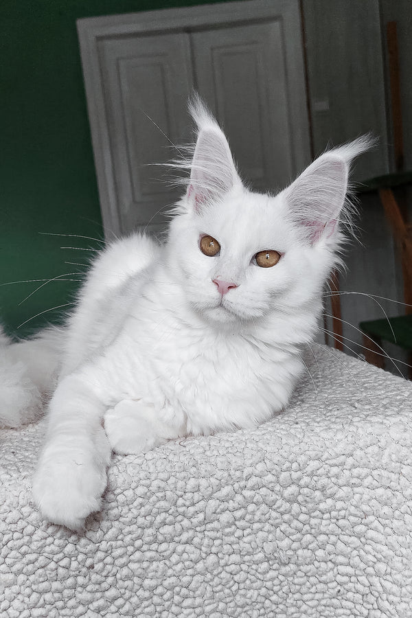 Daenerys | Maine Coon Kitten