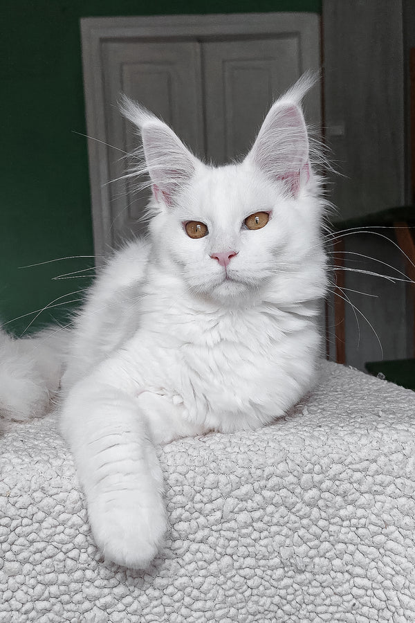 Daenerys | Maine Coon Kitten
