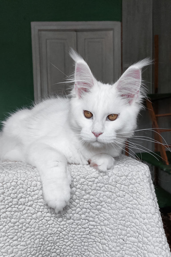 Daenerys | Maine Coon Kitten
