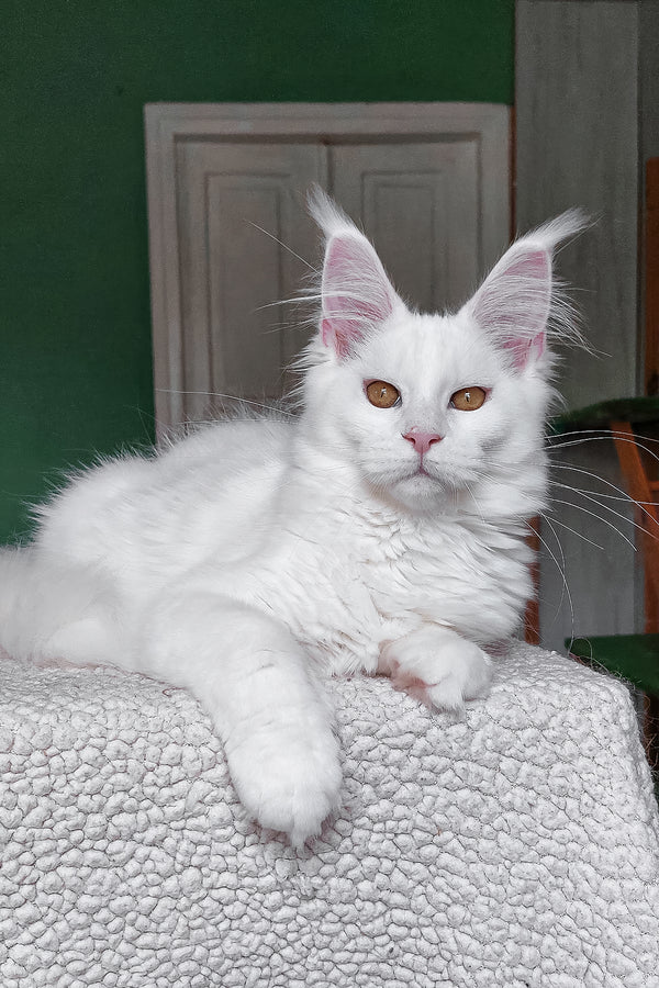 Daenerys | Maine Coon Kitten