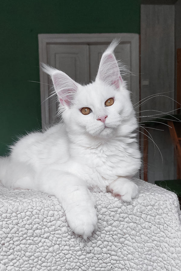 Daenerys | Maine Coon Kitten