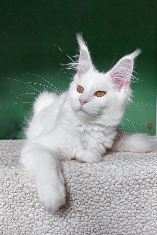 Daenerys | Maine Coon Kitten