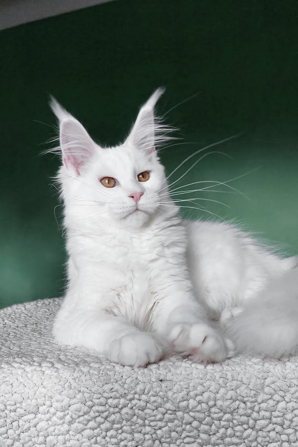 Daenerys | Maine Coon Kitten