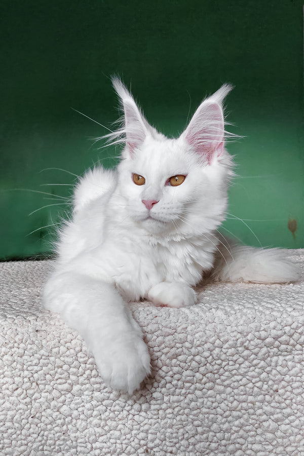 Daenerys | Maine Coon Kitten
