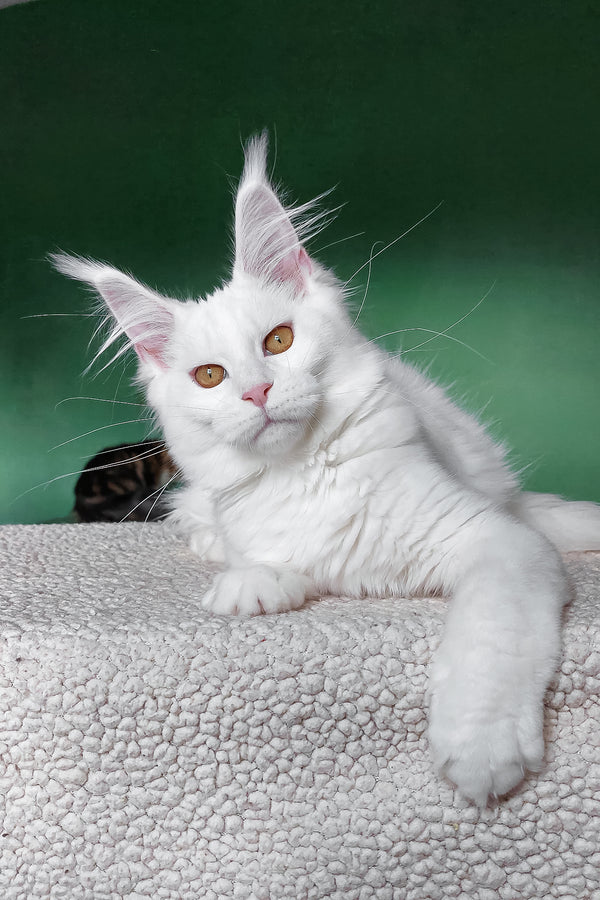 Daenerys | Maine Coon Kitten