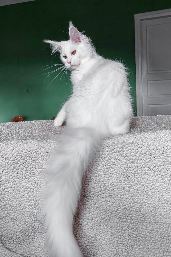 Daenerys | Maine Coon Kitten