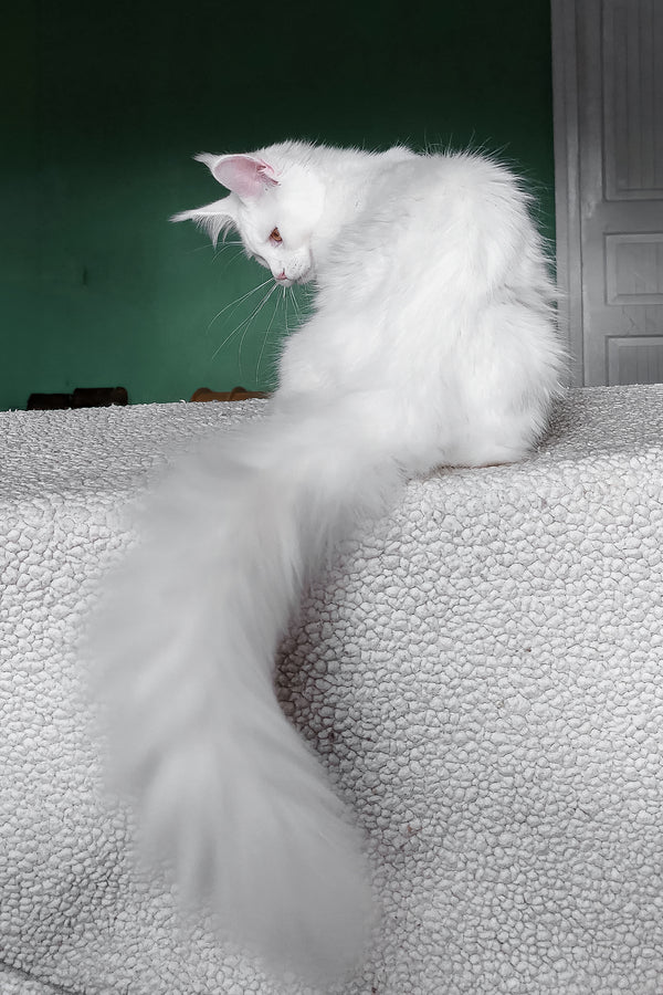 Daenerys | Maine Coon Kitten
