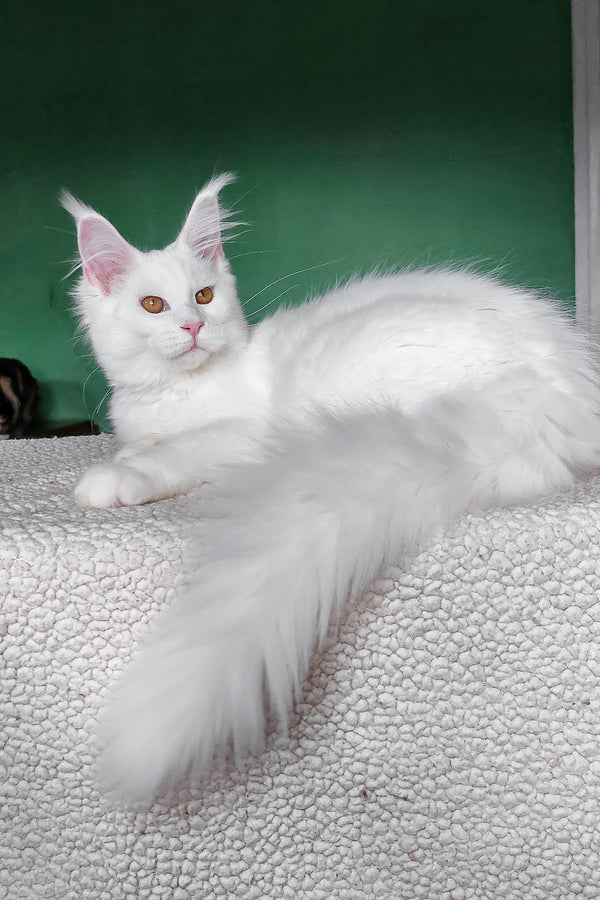 Daenerys | Maine Coon Kitten