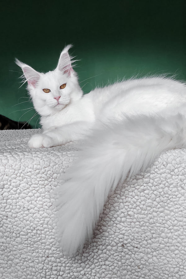 Daenerys | Maine Coon Kitten