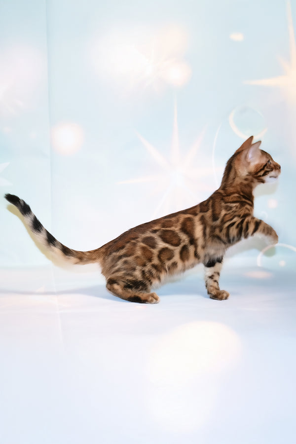 Dailor | Bengal Kitten