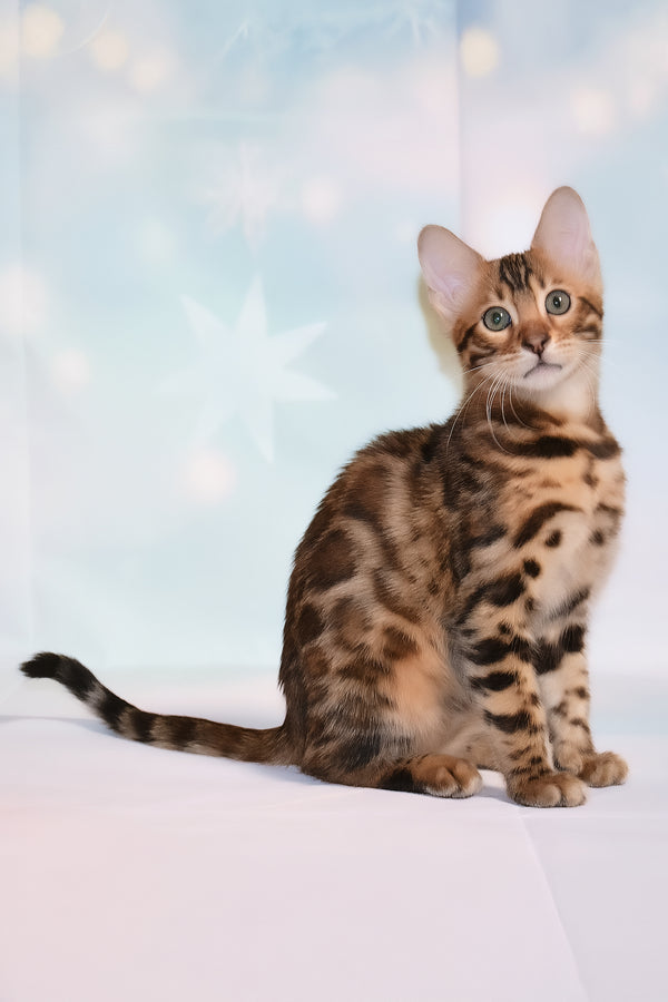 Dailor | Bengal Kitten