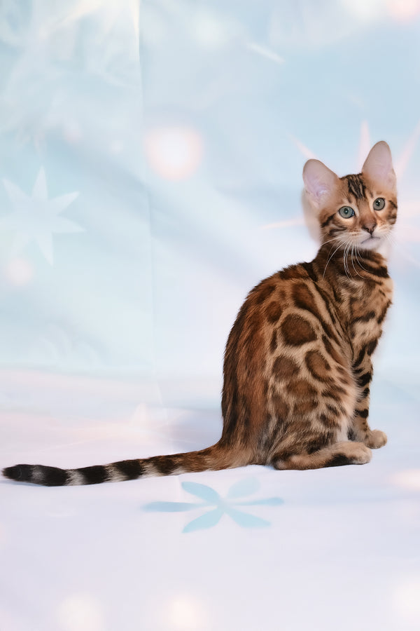 Dailor | Bengal Kitten
