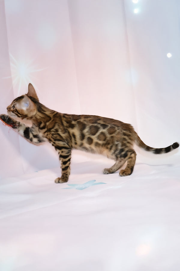 Dailor | Bengal Kitten
