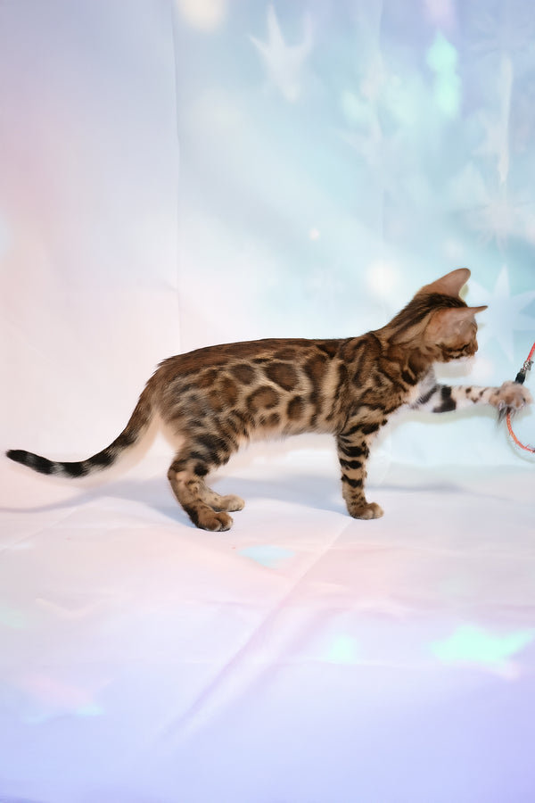 Dailor | Bengal Kitten