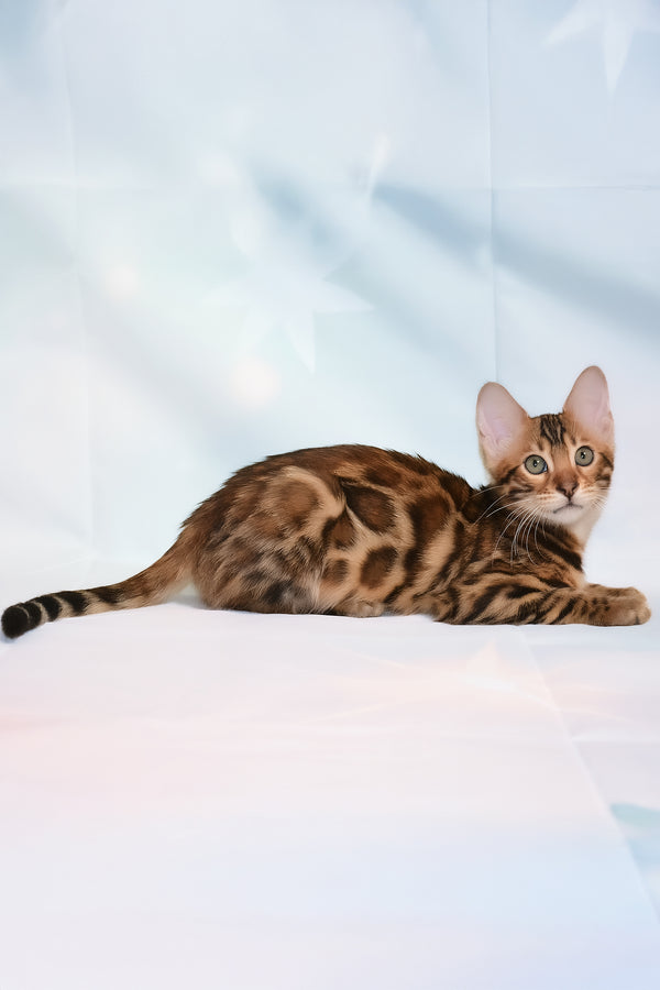 Dailor | Bengal Kitten