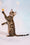 Dailor | Bengal Kitten