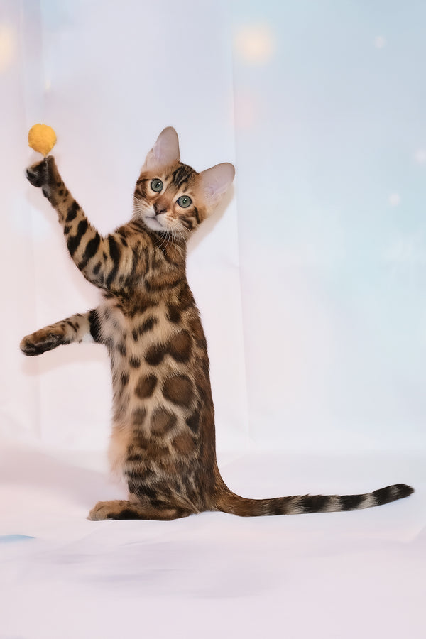 Dailor | Bengal Kitten