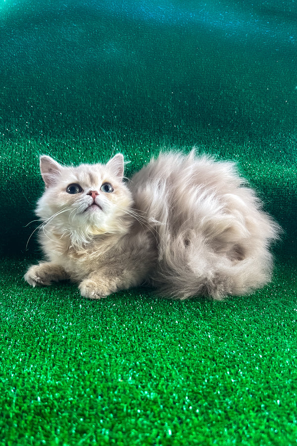 Dimon | British Longhair Kitten