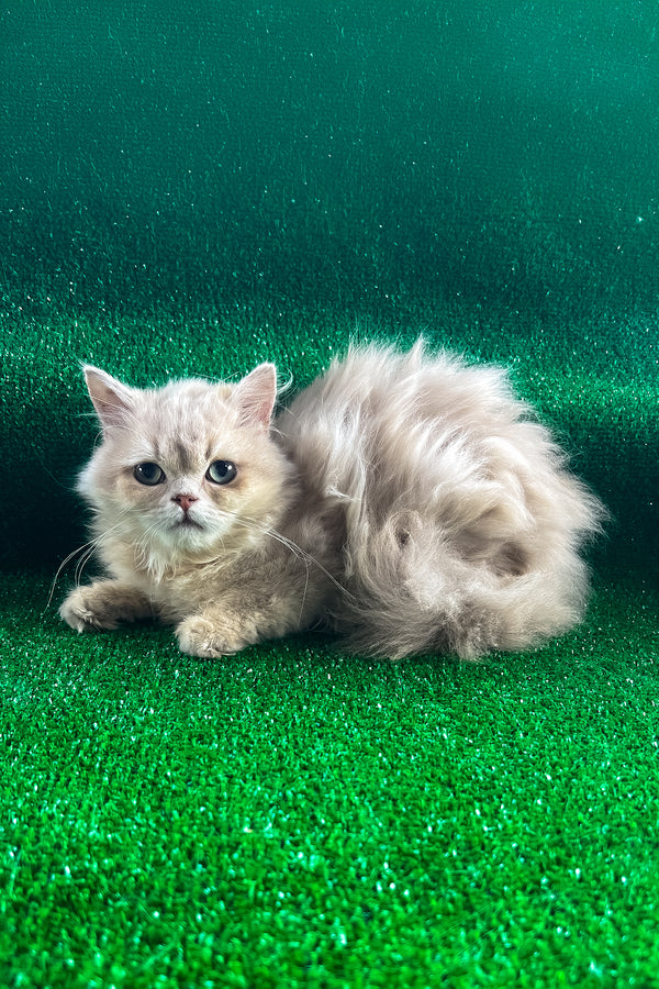 Dimon | British Longhair Kitten
