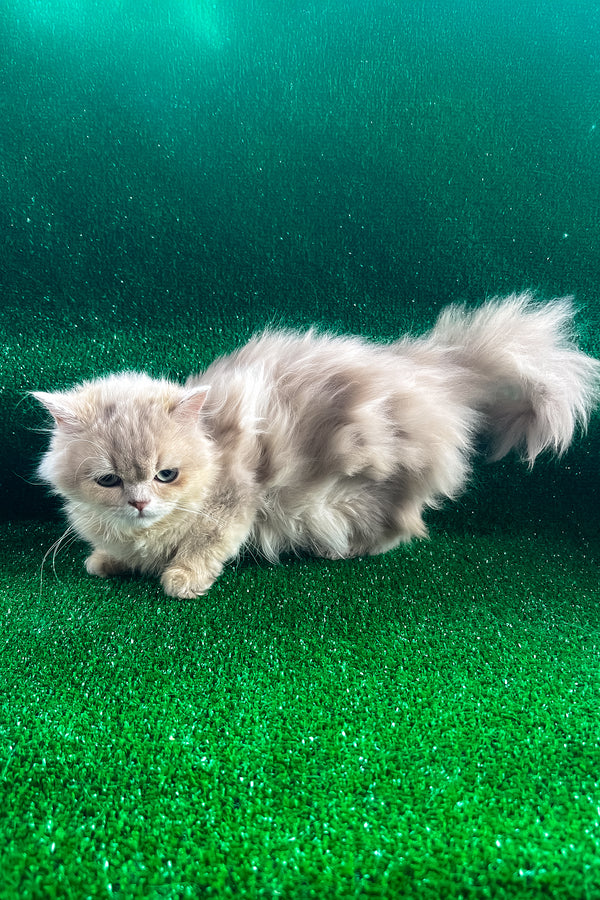 Dimon | British Longhair Kitten