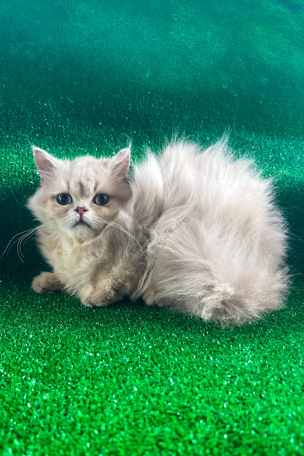 Dimon | British Longhair Kitten