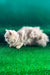 Dimon | British Longhair Kitten