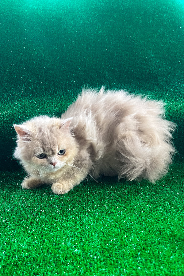 Dimon | British Longhair Kitten