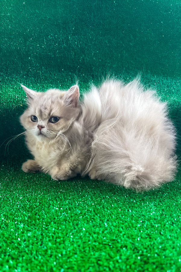 Dimon | British Longhair Kitten