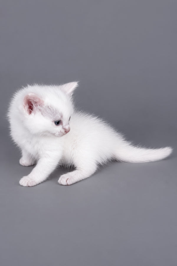 Daisy | Ragdoll Kitten