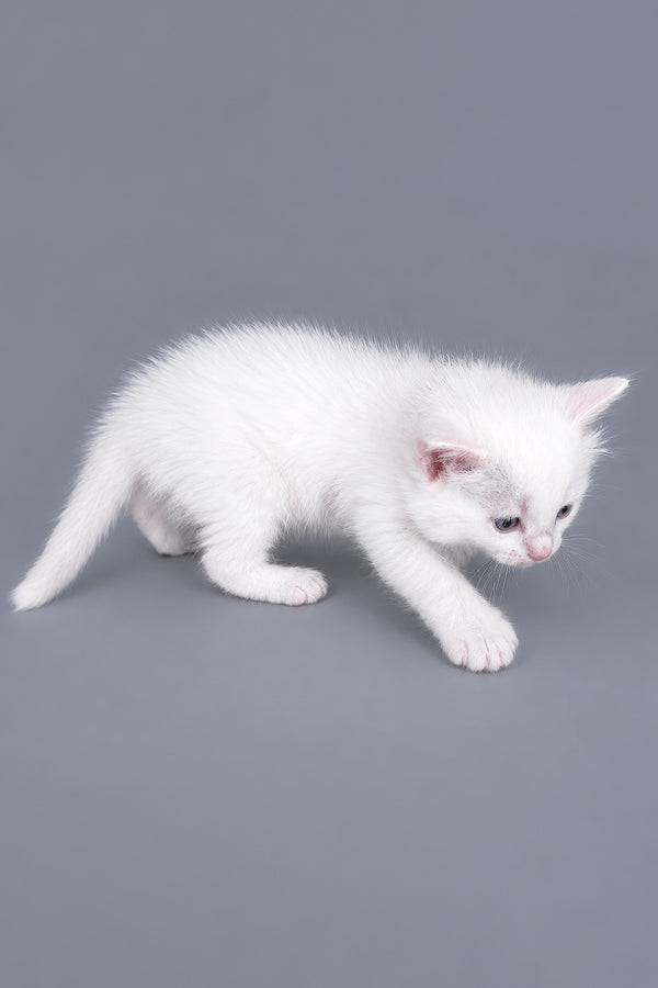 Daisy | Ragdoll Kitten