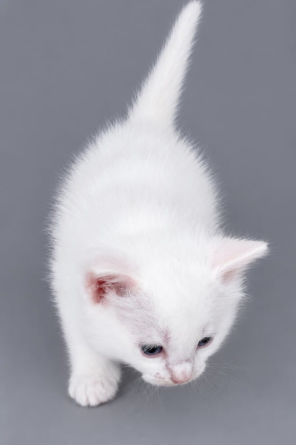 Daisy | Ragdoll Kitten
