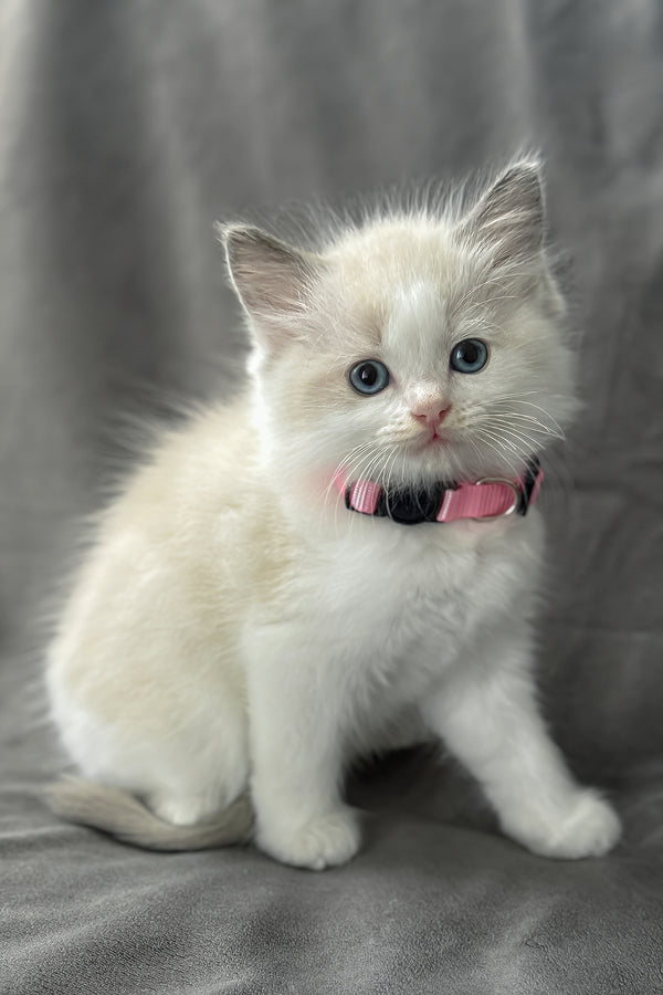 Daisy | Ragdoll Kitten