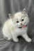 Daisy | Ragdoll Kitten